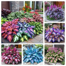 330 Mixed Color Hosta Seeds for Planting - Shade-Tolerant Perennials, Dual Use