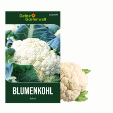 Blumenkohl Erfurt Samen - Brassica oleracea - Blumenkohlsamen