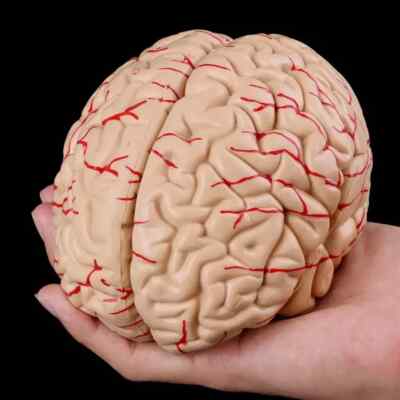 Man Woman Brain Model Life Size Anatomy Model for Study Learning Lab Display New