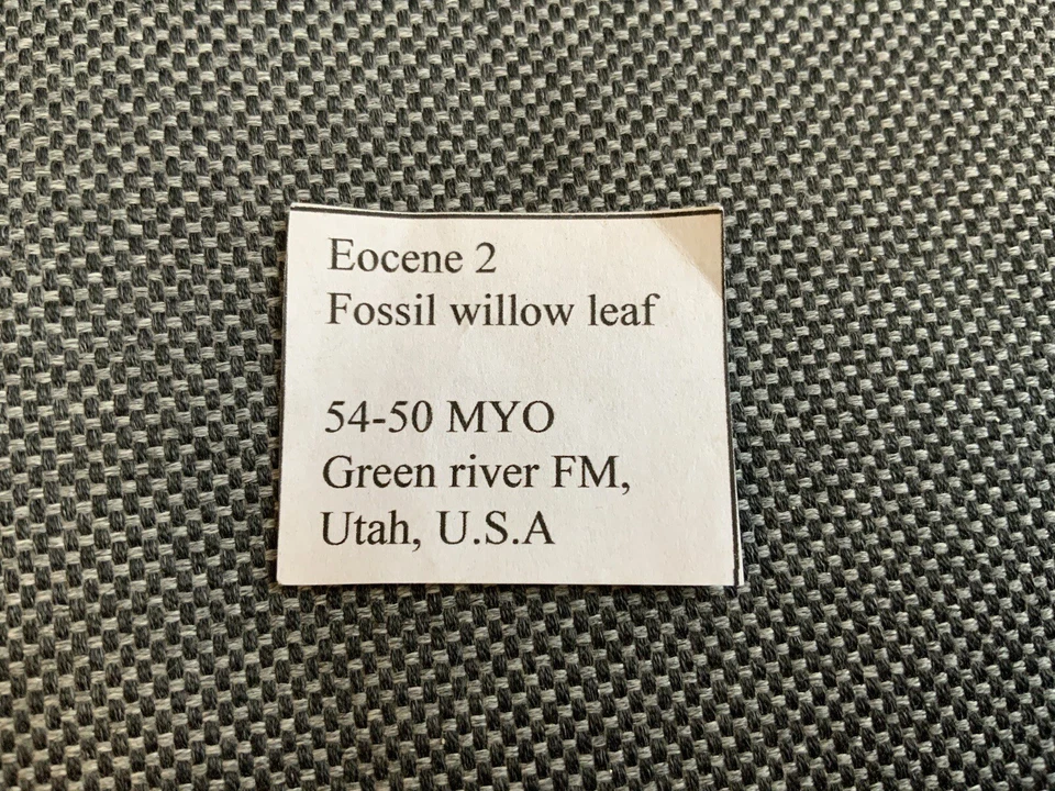 Rare Fossil Willow Tree Leaf Specimen, Eocene, Green River, Utah, USA. 54 MYO - Image 3 of 4