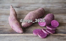 10 Molokai Purple Sweet Potato Slips  Rare Hawaiian Variety – Organic-Free Ship