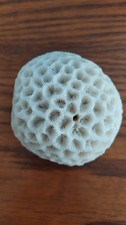 Beautiful white fossil coral. 286 gr. Diameter 25 cm. Family inheritance.