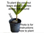 Dwarf  Organic Coconut seeds two sprouted seeds — photo 6