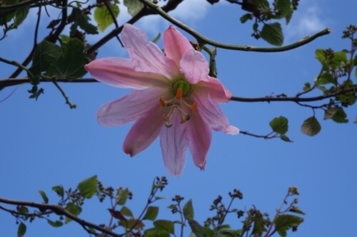 Passiflora mollissima (Banana Passion Flower) - 15 seeds