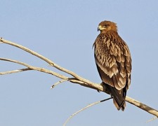 651358 Nature Imperial Eagle Animal America Bird Wall Print Poster