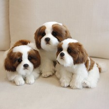 25CM Realistic Simulation Shih tzu Dog Plush Toy Doll Long Hair Furry Puppy Gift