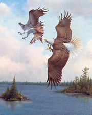 Owen Gromme Sky Piracy - Bald Eagle and Osprey
