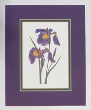 WIld Iris Flower Print Signed Ltd Edition 866*874*1000 M Naslund