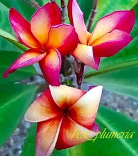 Plumeria Seeds/Flowers/ Frangipani / Kumeaoy  100 Seeds Rare!!!