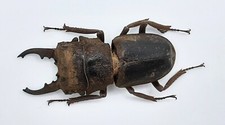 Lucanidae, Gnaphaloryx opacus, A1, 28+ mm, Sumatra, #LM164