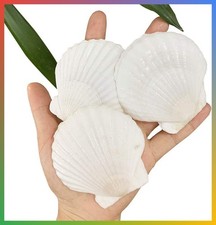 30 Pcs Large Natural Scallop Shells 2-3 Inch White Beach Crafts Home Decor