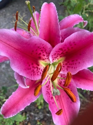 CAMBRIDGE FARMERS OUTLET Three Tiger Lily or Lilium orientalis 'Stargazer' (Bulbs) Free UK Postage