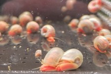 20 Pink Pearl Ramshorn Snails Live Aquatic Snails Free Shipping