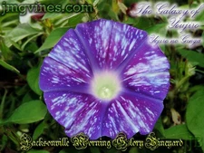 The Galaxy of Youjiro / Yojiro no Ginga Japanese Morning Glory 6 Qty