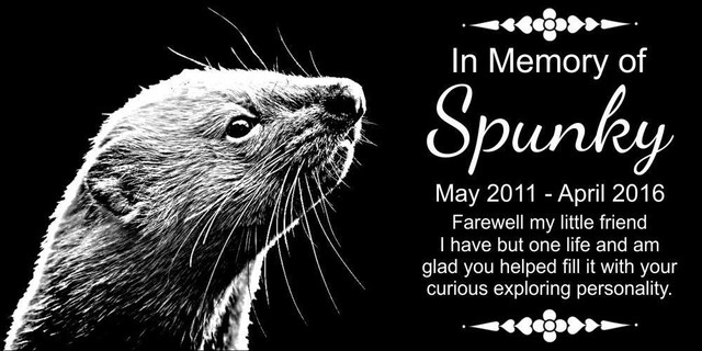 ferret memorial