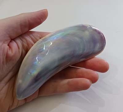 Polished Pearly Iridescent Banana Clam Seashell 4'' Craft Jewelry Beach Decor