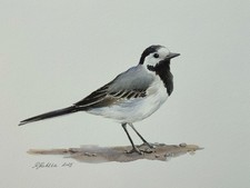 White Wagtail Original Watercolour Painting Signed Unframed Art Gift Idea