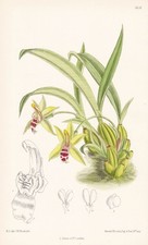 Orchidea Promenaea Microptera Sud America Fiore Botanica Litografia Curtis 8631