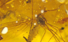 Extinct Scorpionfly with Mite and Insects in Burmese Amber Fossil Dinosaur Age
