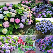 20pcs/bag HYDRANGEA SEEDS Garden Plant Flower rare exotic Garden Decoration