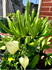 Stapelia gigantea  Carrion Flower, Carrion Plant, Starfish Plant in 6" pot