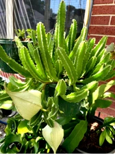 Stapelia gigantea  Carrion Flower, Carrion Plant, Starfish Plant in 6" pot