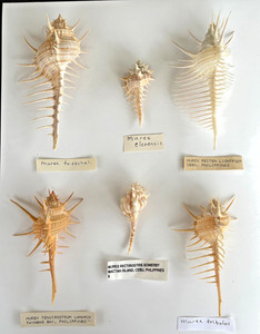 Lot of six species of very spiny murex seashells from collector's estate
