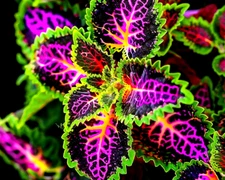 25 Rekwiat Coleus Rainbow Seeds – Colorful Solenostemon scutellarioides – Orname