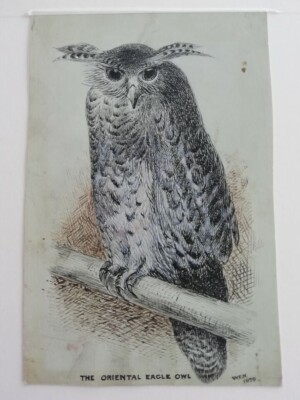 ORIGINAL KUGELSCHREIBER UND TUSCHE STUDIE EINES ORIENTALISCHEN EULES - SIGNIERT W.F.N. 1879