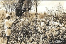 RPPC Flores en una chinampa Xochimilco" Fiori in un giardino galleggiante Foto PC