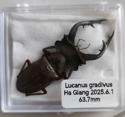 63.7mm lucanus gradivus vietnam rare