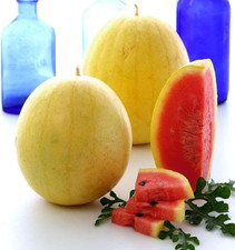 12 Golden Midget Watermelon Seeds - Mini ---- Heirloom -- Non GMO -- Organic