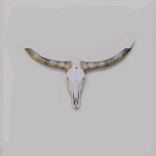 LONGHORN STEER SKULL 4 FEET 7 1/2 Inch WIDE POLISHED BULL HORN MOUNTED COW HEAD