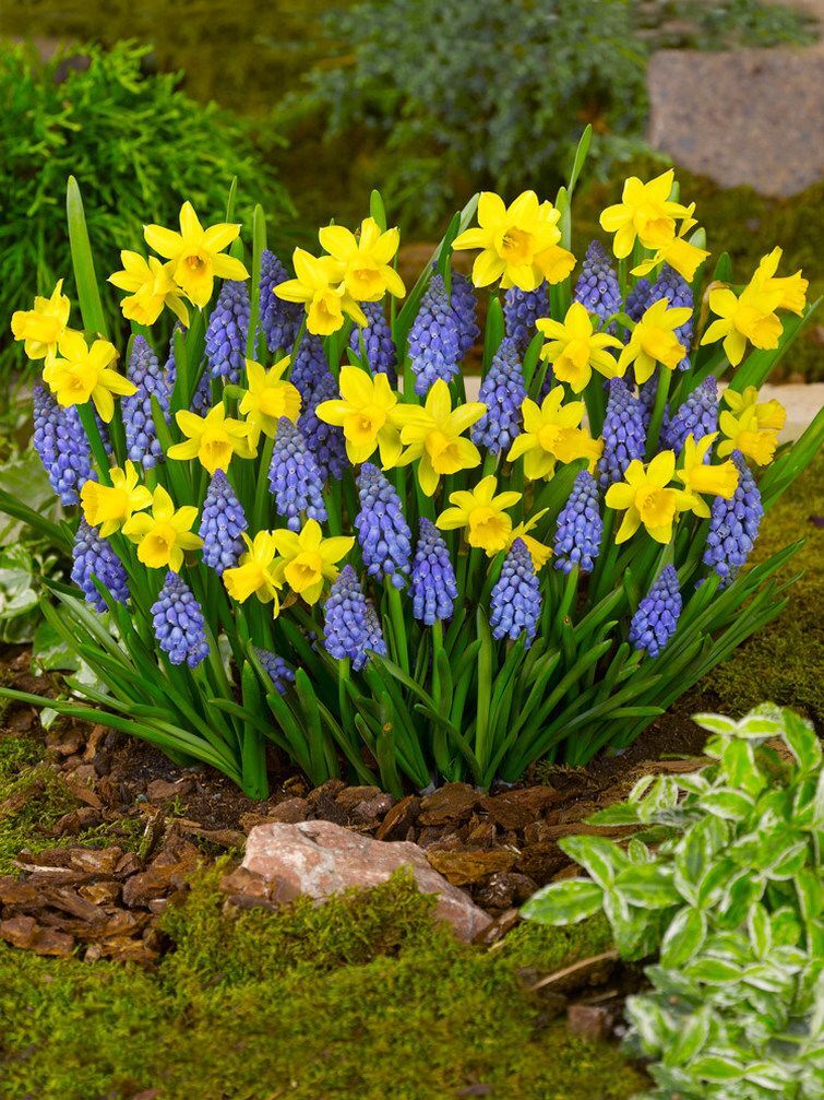 100 x MINIATURE Daffodils TETE A TETE Spring Flowering Dwarf