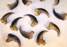 10 MODEL BLACK BEAR CLAWS #947 scary imitation big bear claws wild animals new