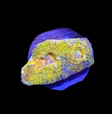 WYSIWYG Rainbow Chalice Coral Frag