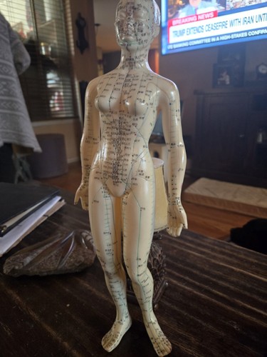 Beige Plastic Acupuncture Model with Meridians and Marked Points for Study