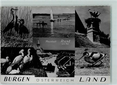 10400847 - Rust Stoerche Loeffler Fischreiher Ruderer Rust, Bezirk