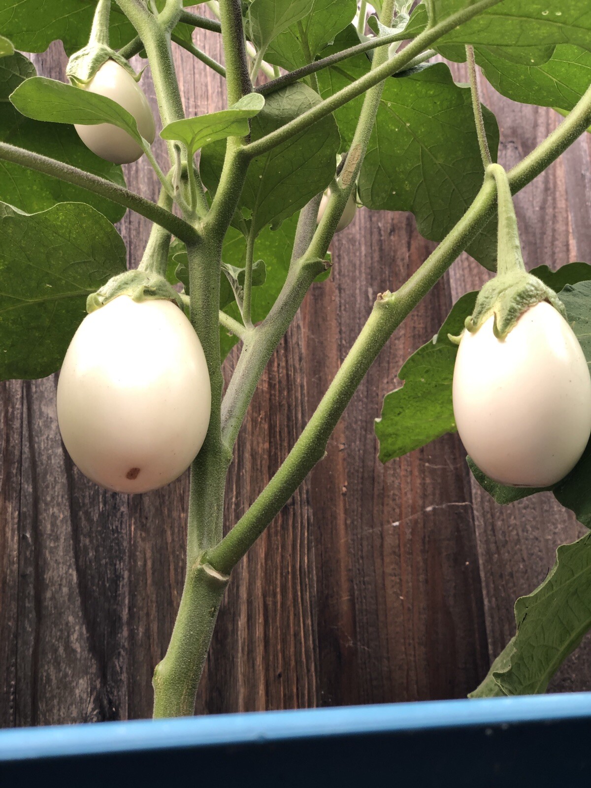 ナロー S パープル ブルー エッグプラント がーくん eggplant パンツ
