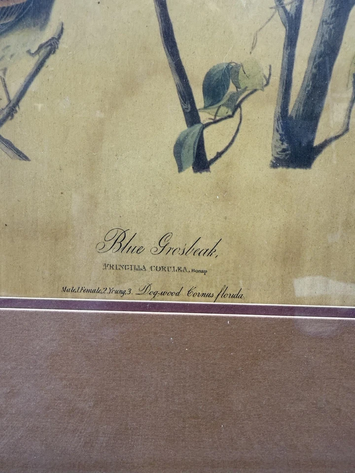 Audubon Blue Grosbeak Vintage Framed Bird Print Plate 119 Dogwood Tree - Image 3 of 4