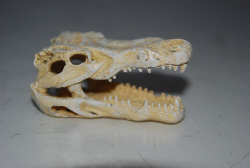 Aquarium Decoration 2 x Small Crocodile Skull 7.5 x 4 x 3.5 cm FishTank Reptile - Picture 8 of 9