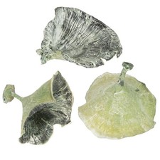 Kalix Mushroom Green, White Washed, 100 Count - Dry Floristry Decorative Items