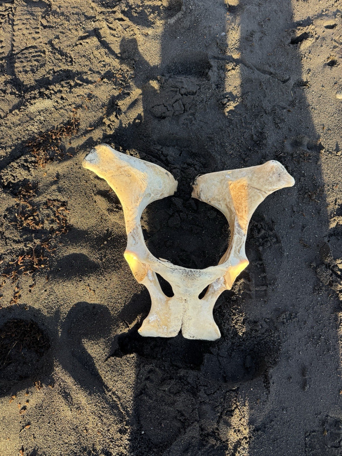 Iceland Black Sand Beach Small Sand Vial