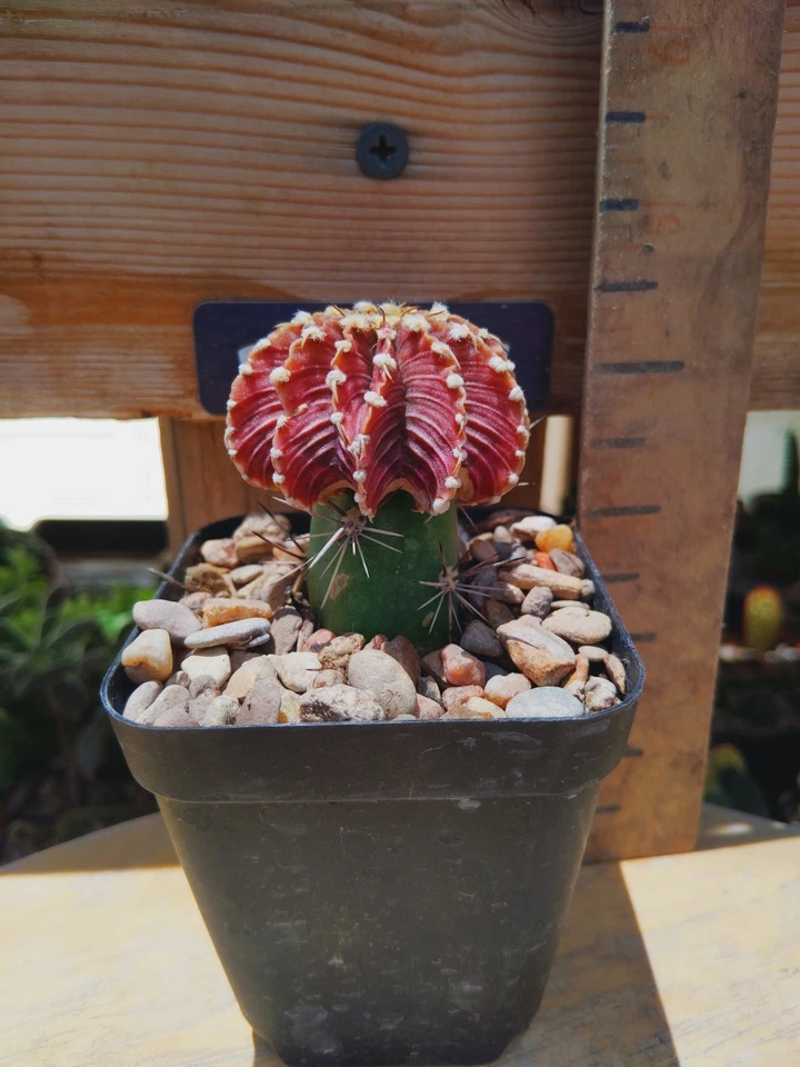 Gymnocalycium Friedrichii 'Agua Dulce' - Image 2 of 3