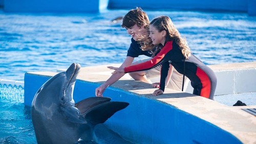 Bernie, der Delfin 2 - Ein Sommer voller Abenteuer - Tiberius Film - (DVD Vide - Bild 3 von 3