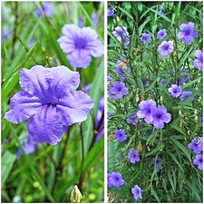 MEXICAN PETUNIA 10 Fresh Cuttings Attracts Hummingbirds, Butterflies, Birds