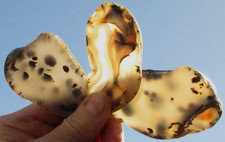 Dendritic Agate Slab - 170 Grams  - Moss - Montana - Lot of 3