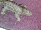 CHICAGO INDIANAPOLIS & LOUISVILLE "MONON" RAILROAD  CAST ALLIGATOR MATCH SAFE — photo 5