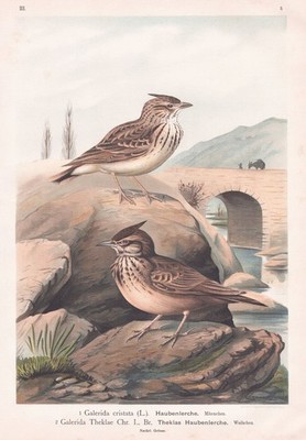 Haubenlerche Lerche crested lark Vögel bird birds Lithographie Naumann 1880