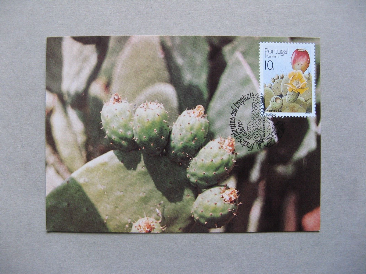 PORTUGAL MADEIRA, maximumcard maxi card 1992, flower food fruit cactus |  eBay